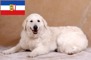 Read more about the article Kuvasz hodowcy i szczenięta w Szlezwik-Holsztyn