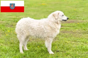 Read more about the article Kuvasz hodowcy i szczenięta w Turyngia