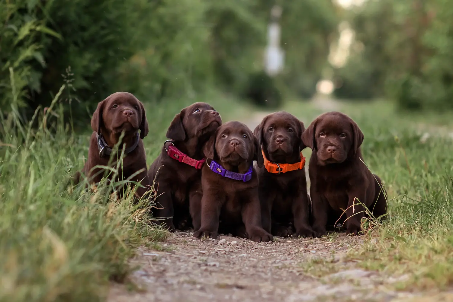 Kupno szczeniaka labradora oznacza wzięcie na siebie odpowiedzialności! Kup szczenięta labradora.