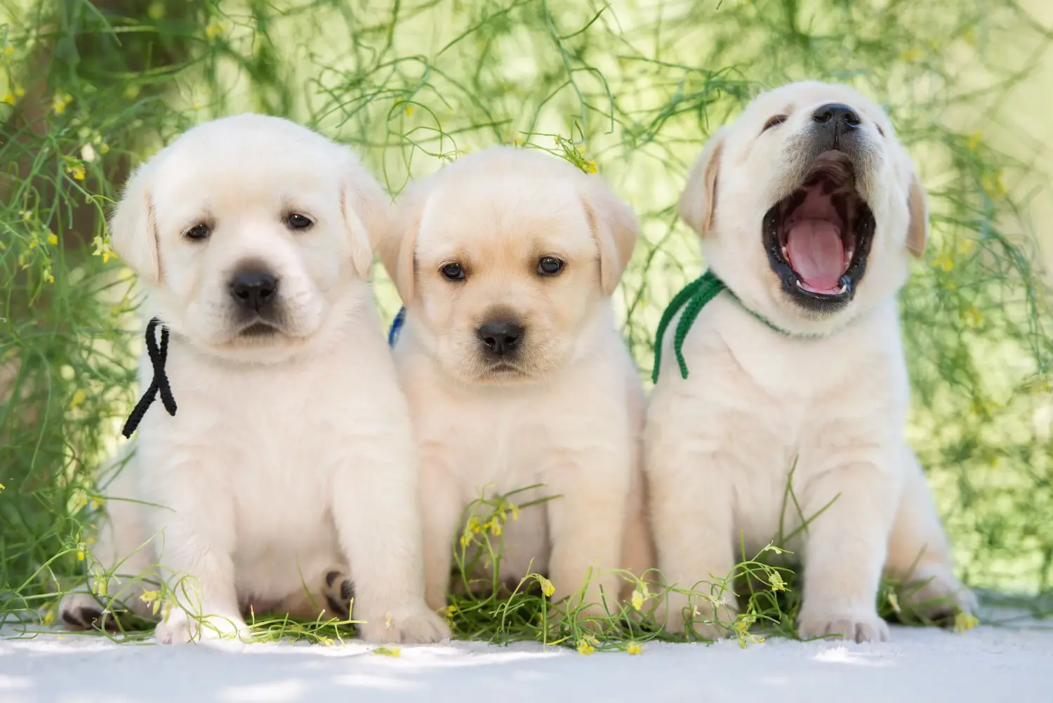 Kupno szczeniaka labradora oznacza wzięcie na siebie odpowiedzialności! Kup szczenięta labradora.