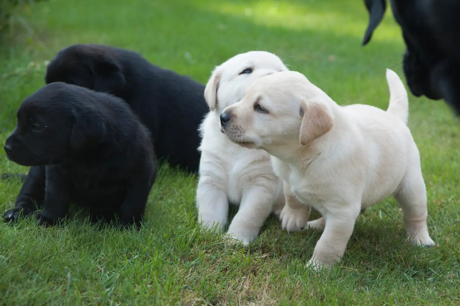Kupno szczeniaka labradora oznacza wzięcie na siebie odpowiedzialności! Kup szczenięta labradora.