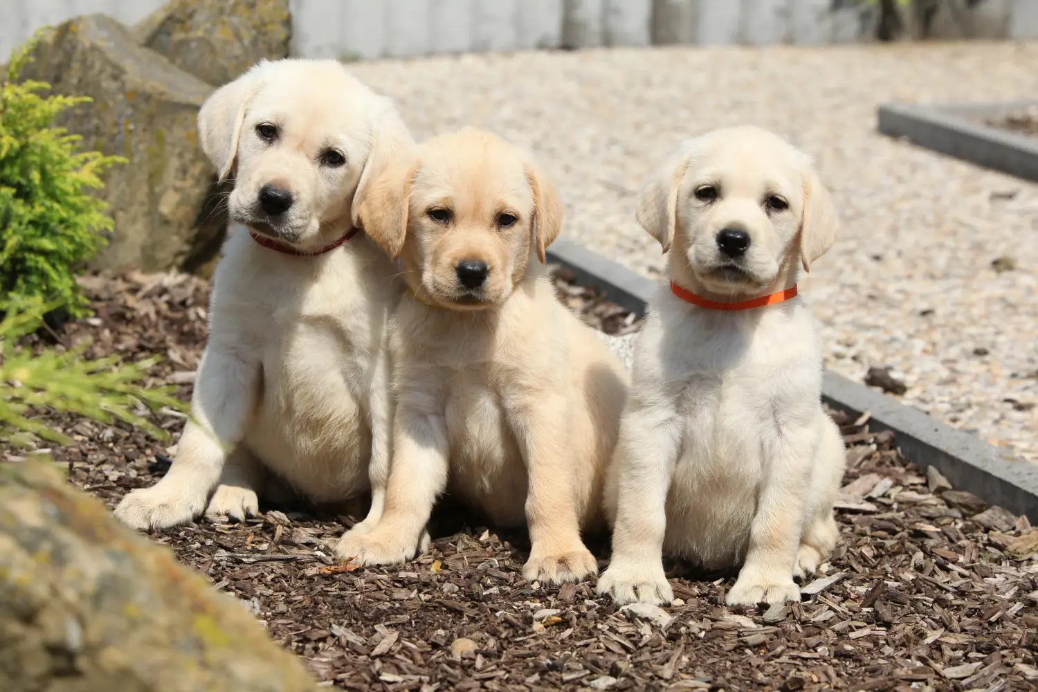 Kupno szczeniaka labradora oznacza wzięcie na siebie odpowiedzialności! Kup szczenięta labradora.