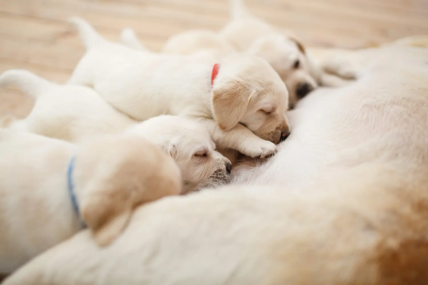Kupno szczeniaka labradora oznacza wzięcie na siebie odpowiedzialności! Kup szczenięta labradora.