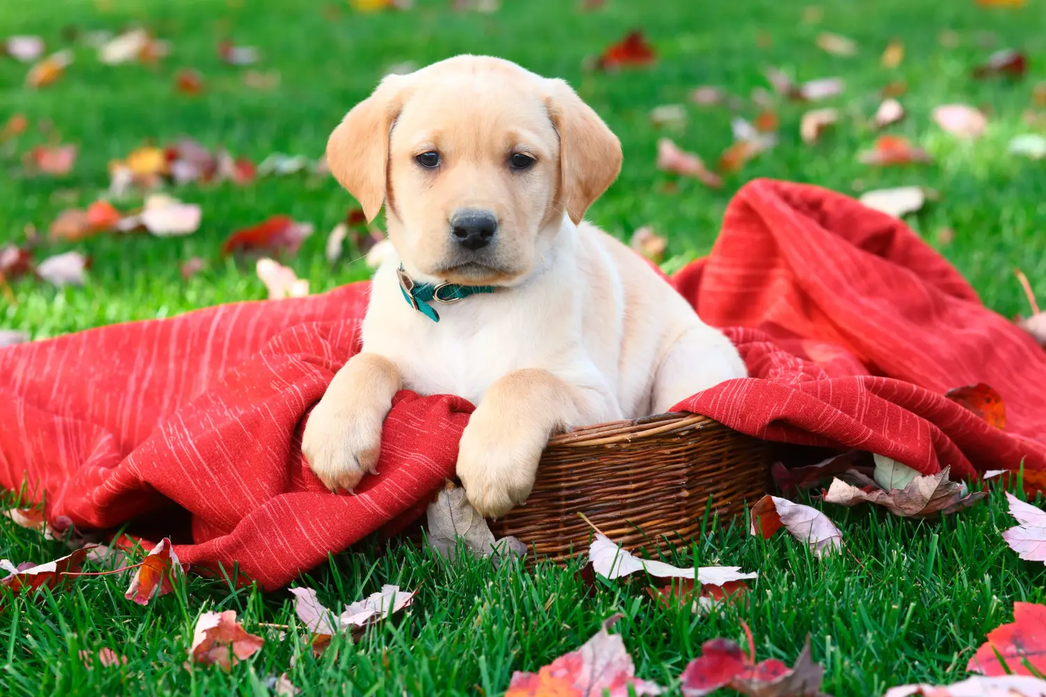 Kupno szczeniaka labradora oznacza wzięcie na siebie odpowiedzialności! Kup szczenięta labradora.