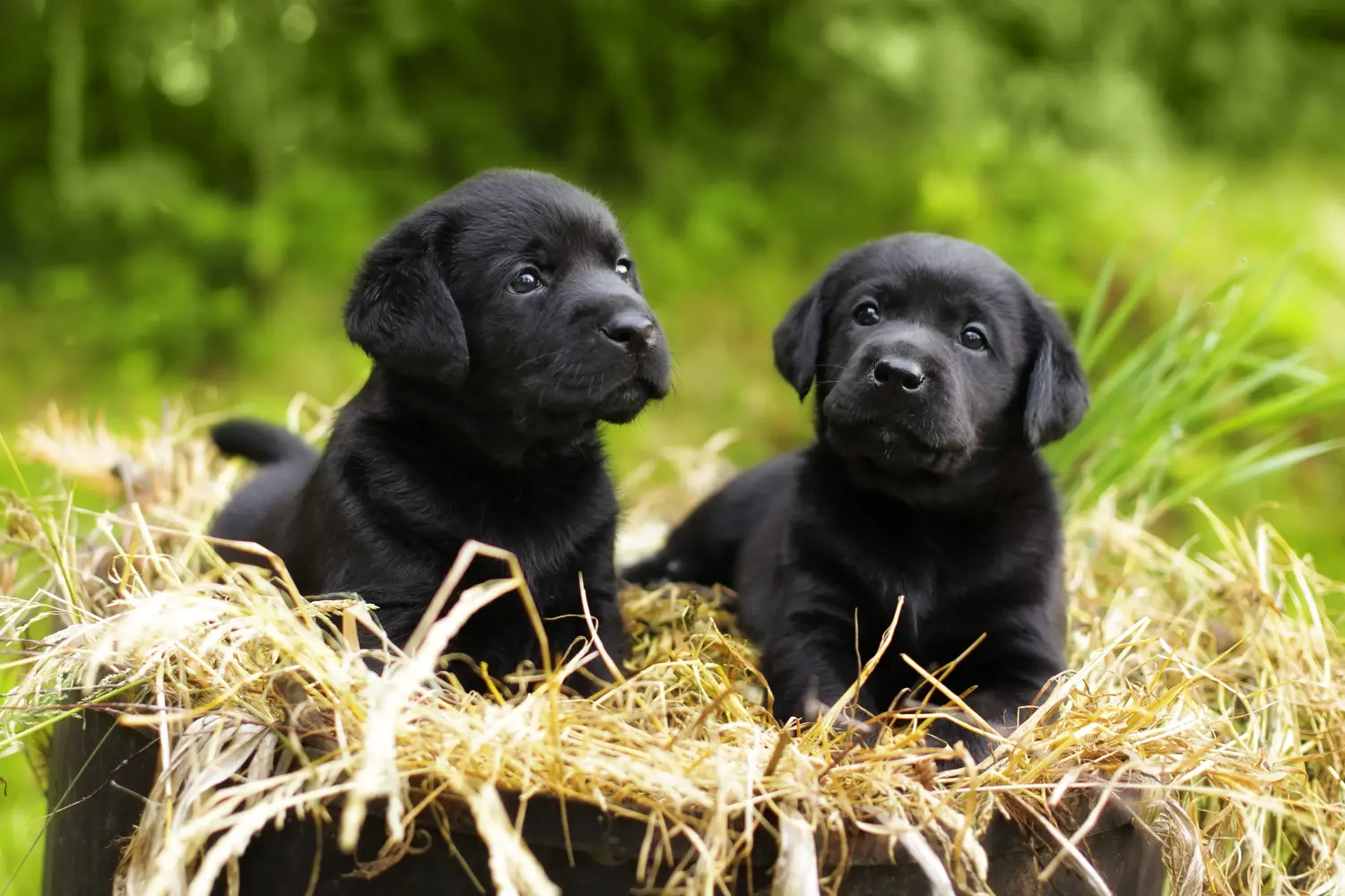 Kupno szczeniaka labradora oznacza wzięcie na siebie odpowiedzialności! Kup szczenięta labradora.