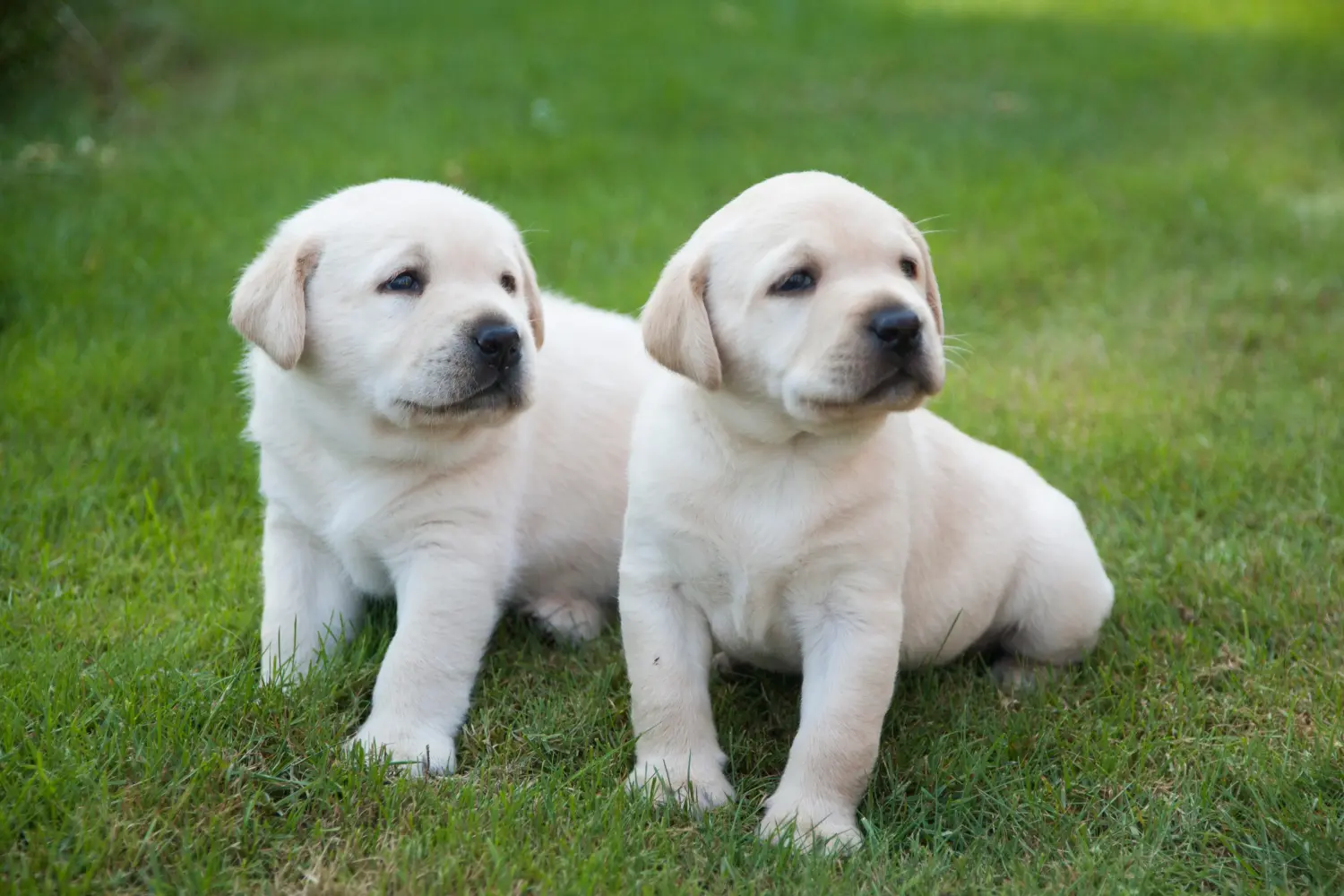 Kupno szczeniaka labradora oznacza wzięcie na siebie odpowiedzialności! Kup szczenięta labradora.