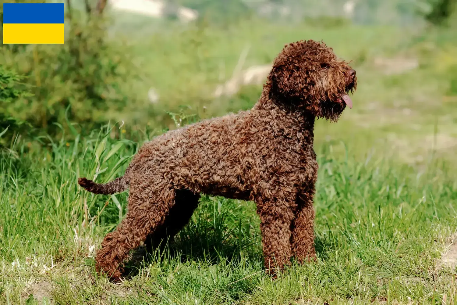 Lagotto romagnolo szczenięta i hodowcy Ukraina Tutaj można znaleźć hodowców Lagotto romagnolo w Ukraina.