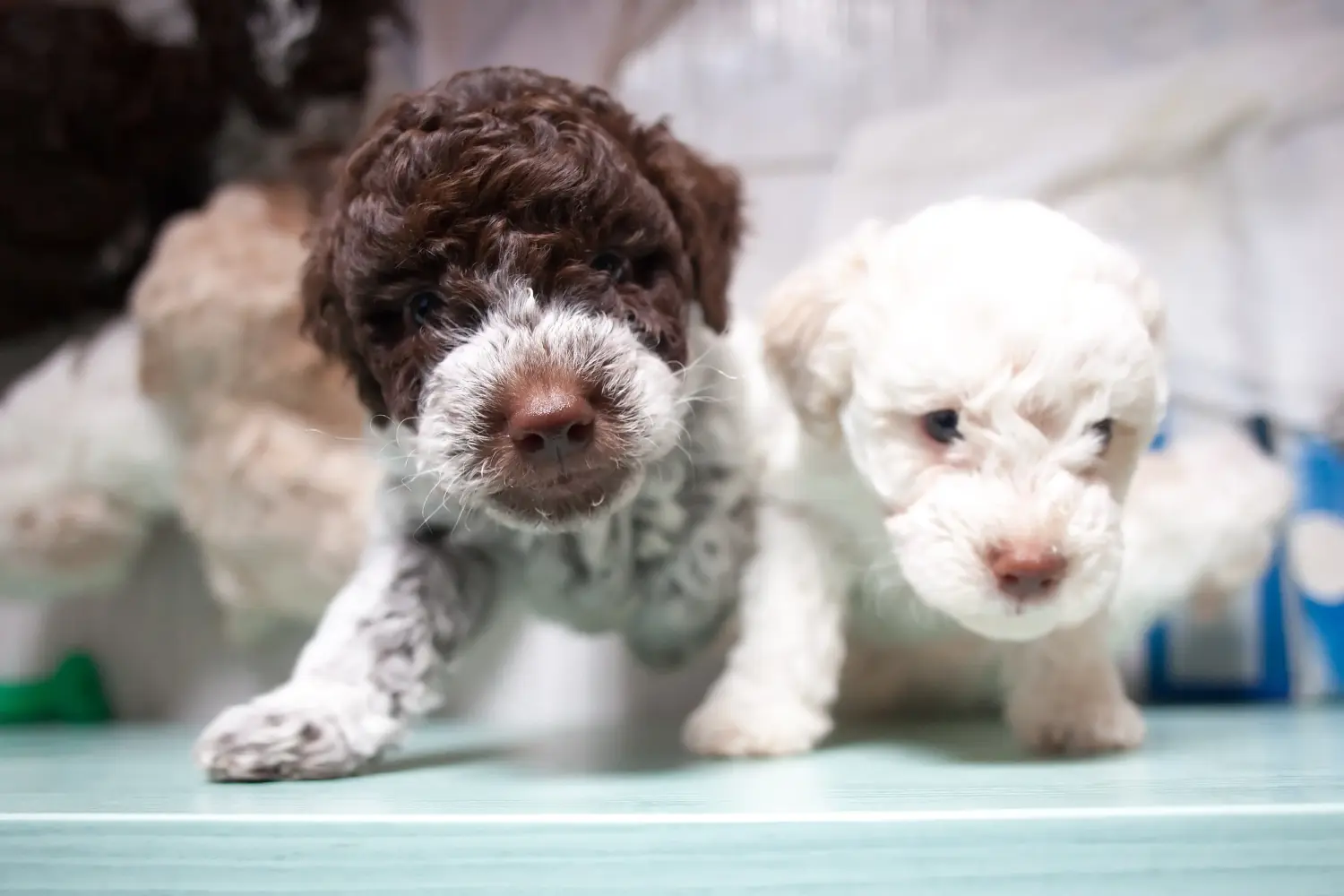 Kupno szczeniaka Lagotto Romagnolo oznacza wzięcie na siebie odpowiedzialności! Kup szczenięta Lagotto Romagnolo.