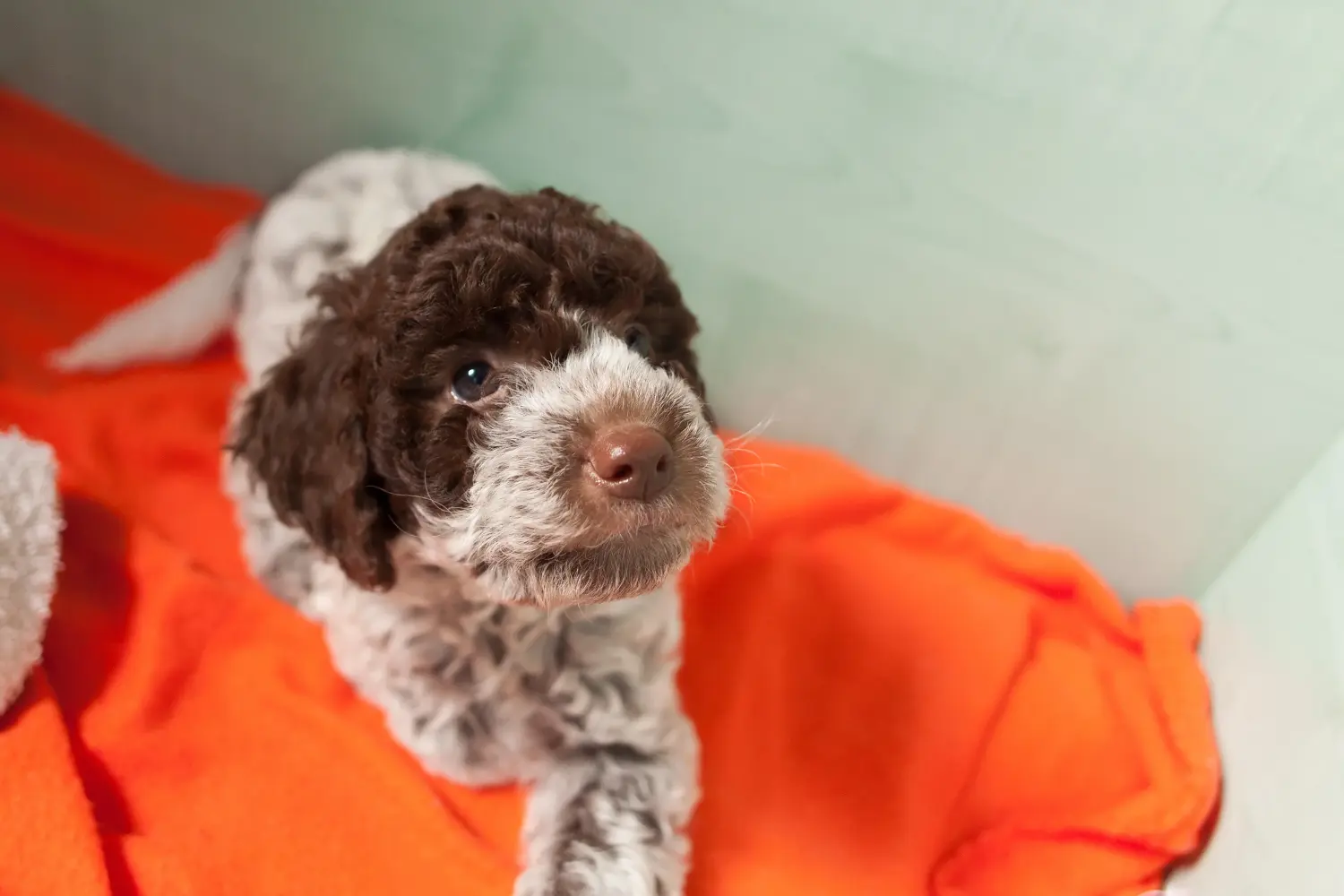 Kupno szczeniaka Lagotto Romagnolo oznacza wzięcie na siebie odpowiedzialności! Kup szczenięta Lagotto Romagnolo.