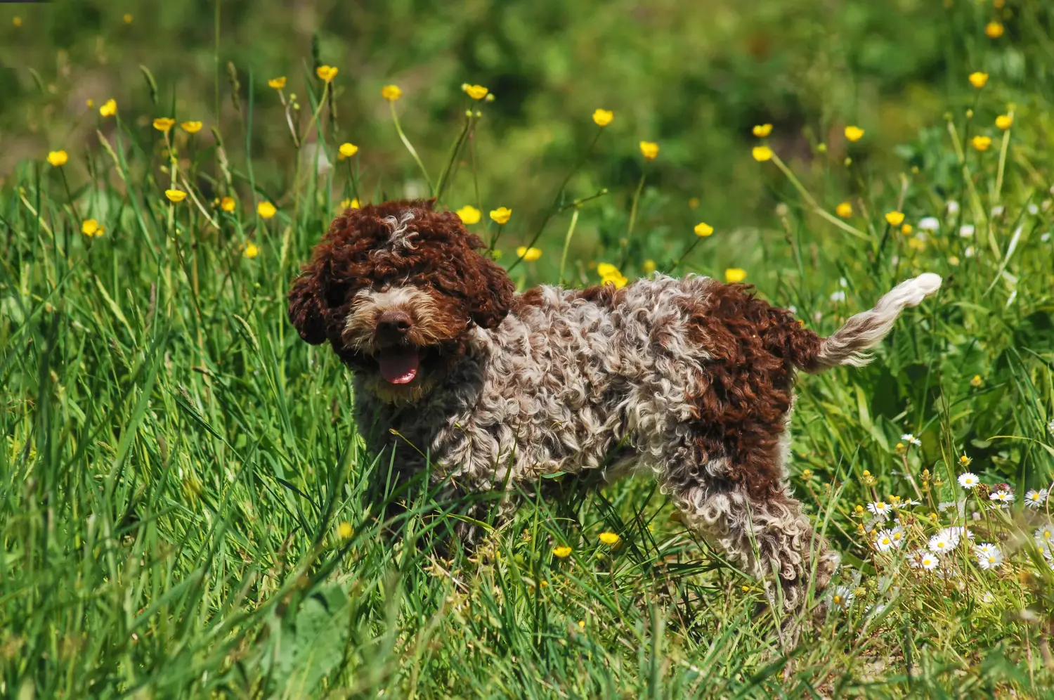 Kupno szczeniaka Lagotto Romagnolo oznacza wzięcie na siebie odpowiedzialności! Kup szczenięta Lagotto Romagnolo.