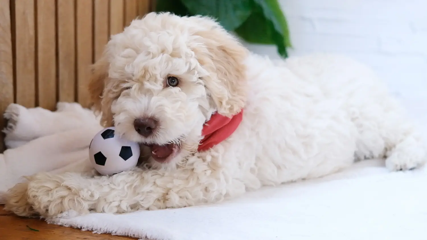 Kupno szczeniaka Lagotto Romagnolo oznacza wzięcie na siebie odpowiedzialności! Kup szczenięta Lagotto Romagnolo.