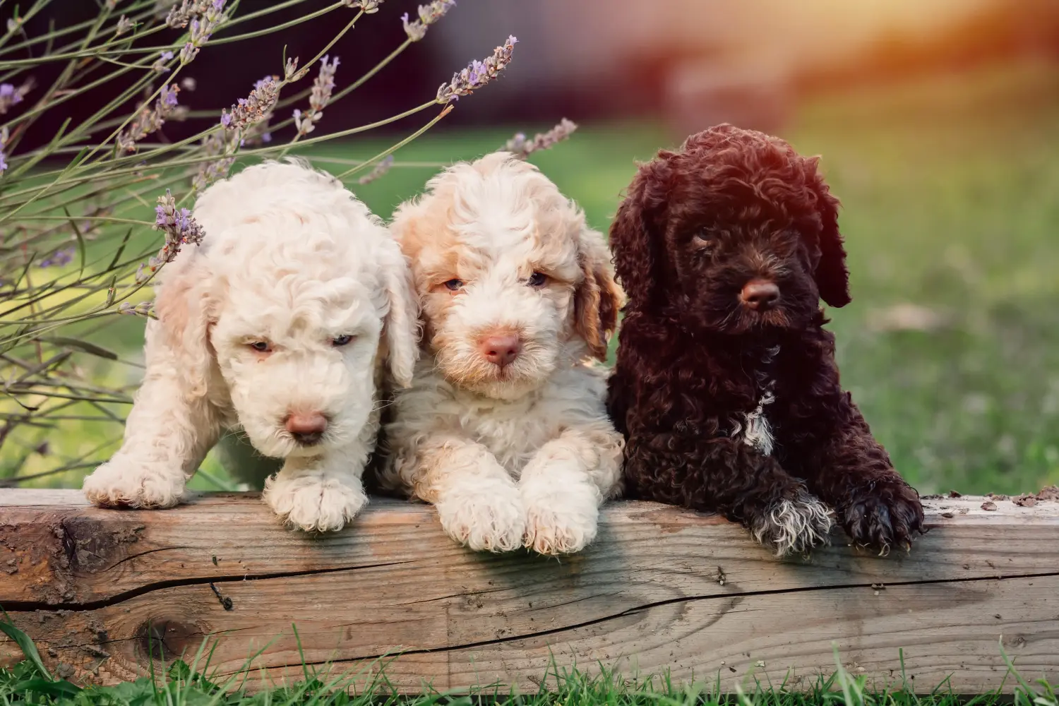 Kupno szczeniaka Lagotto Romagnolo oznacza wzięcie na siebie odpowiedzialności! Kup szczenięta Lagotto Romagnolo.