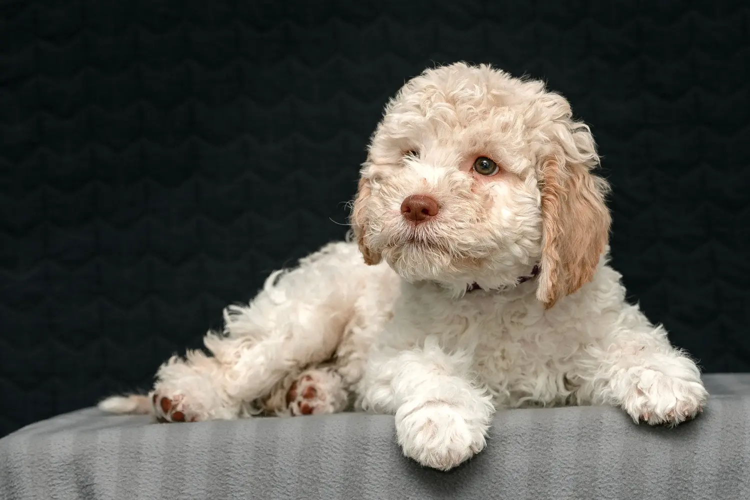 Kupno szczeniaka Lagotto Romagnolo oznacza wzięcie na siebie odpowiedzialności! Kup szczenięta Lagotto Romagnolo.