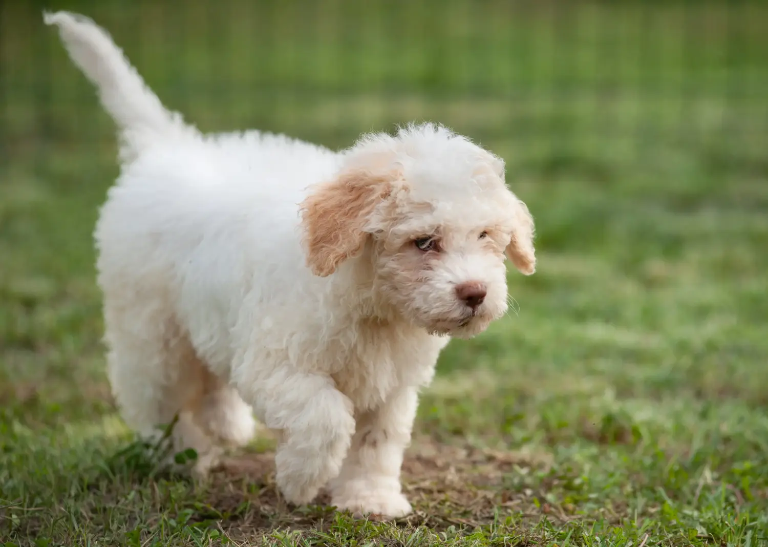 Kupno szczeniaka Lagotto Romagnolo oznacza wzięcie na siebie odpowiedzialności! Kup szczenięta Lagotto Romagnolo.