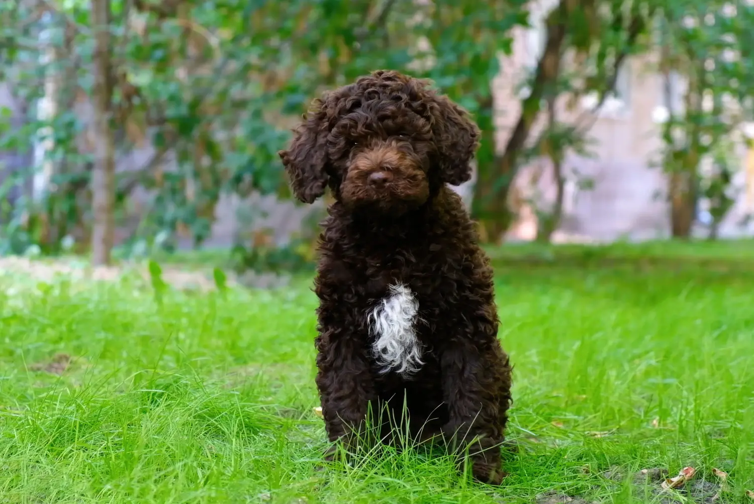 Kupno szczeniaka Lagotto Romagnolo oznacza wzięcie na siebie odpowiedzialności! Kup szczenięta Lagotto Romagnolo.