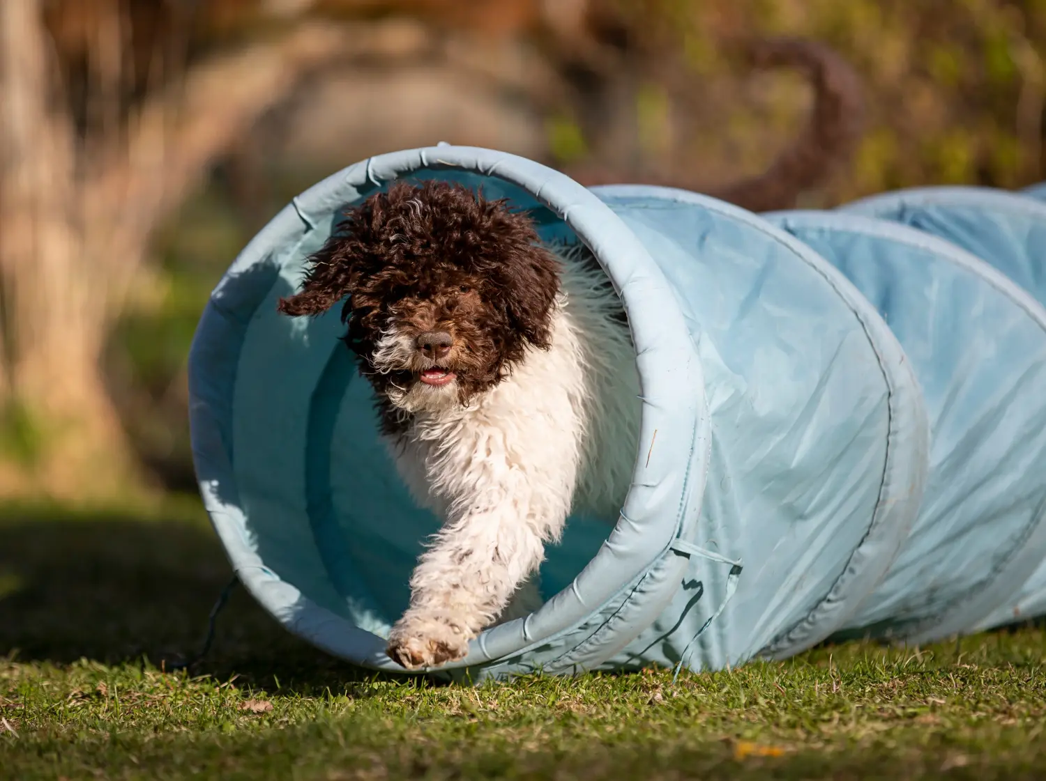 Kupno szczeniaka Lagotto Romagnolo oznacza wzięcie na siebie odpowiedzialności! Kup szczenięta Lagotto Romagnolo.