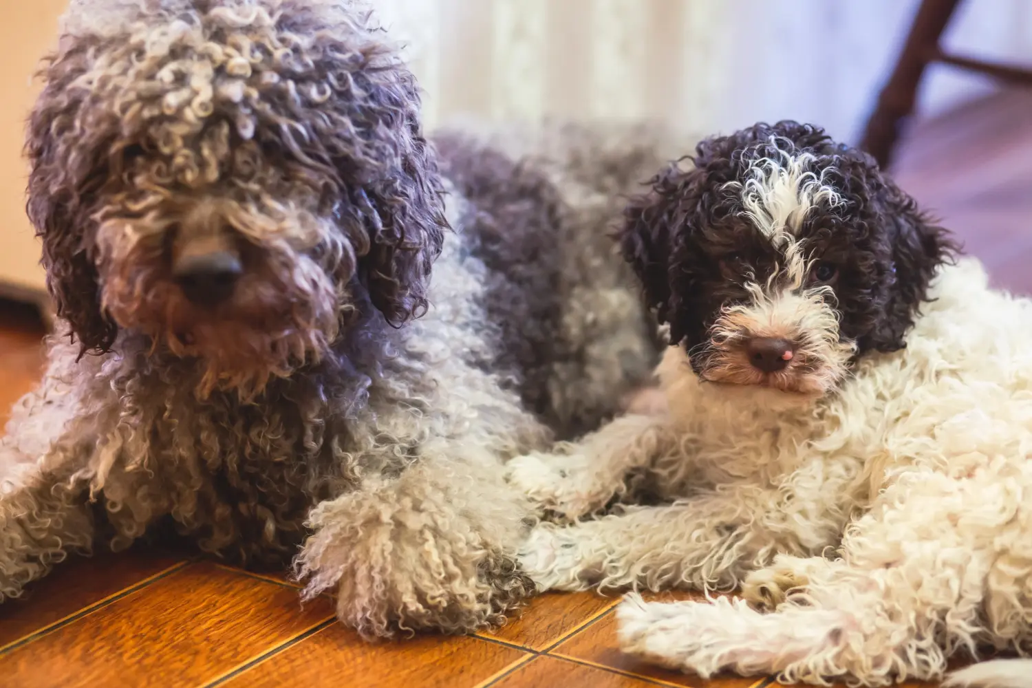 Kupno szczeniaka Lagotto Romagnolo oznacza wzięcie na siebie odpowiedzialności! Kup szczenięta Lagotto Romagnolo.