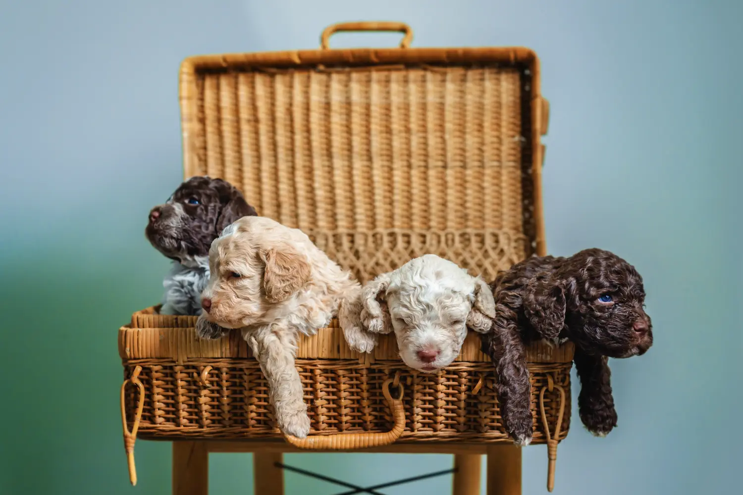 Kupno szczeniaka Lagotto Romagnolo oznacza wzięcie na siebie odpowiedzialności! Kup szczenięta Lagotto Romagnolo.
