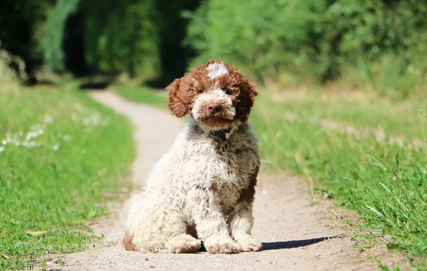 Kupno szczeniaka Lagotto Romagnolo oznacza wzięcie na siebie odpowiedzialności! Kup szczenięta Lagotto Romagnolo.