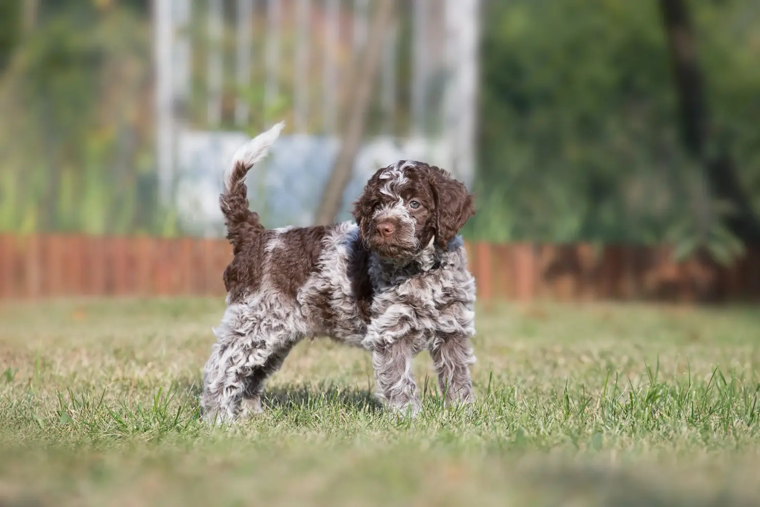 Kupno szczeniaka Lagotto Romagnolo oznacza wzięcie na siebie odpowiedzialności! Kup szczenięta Lagotto Romagnolo.