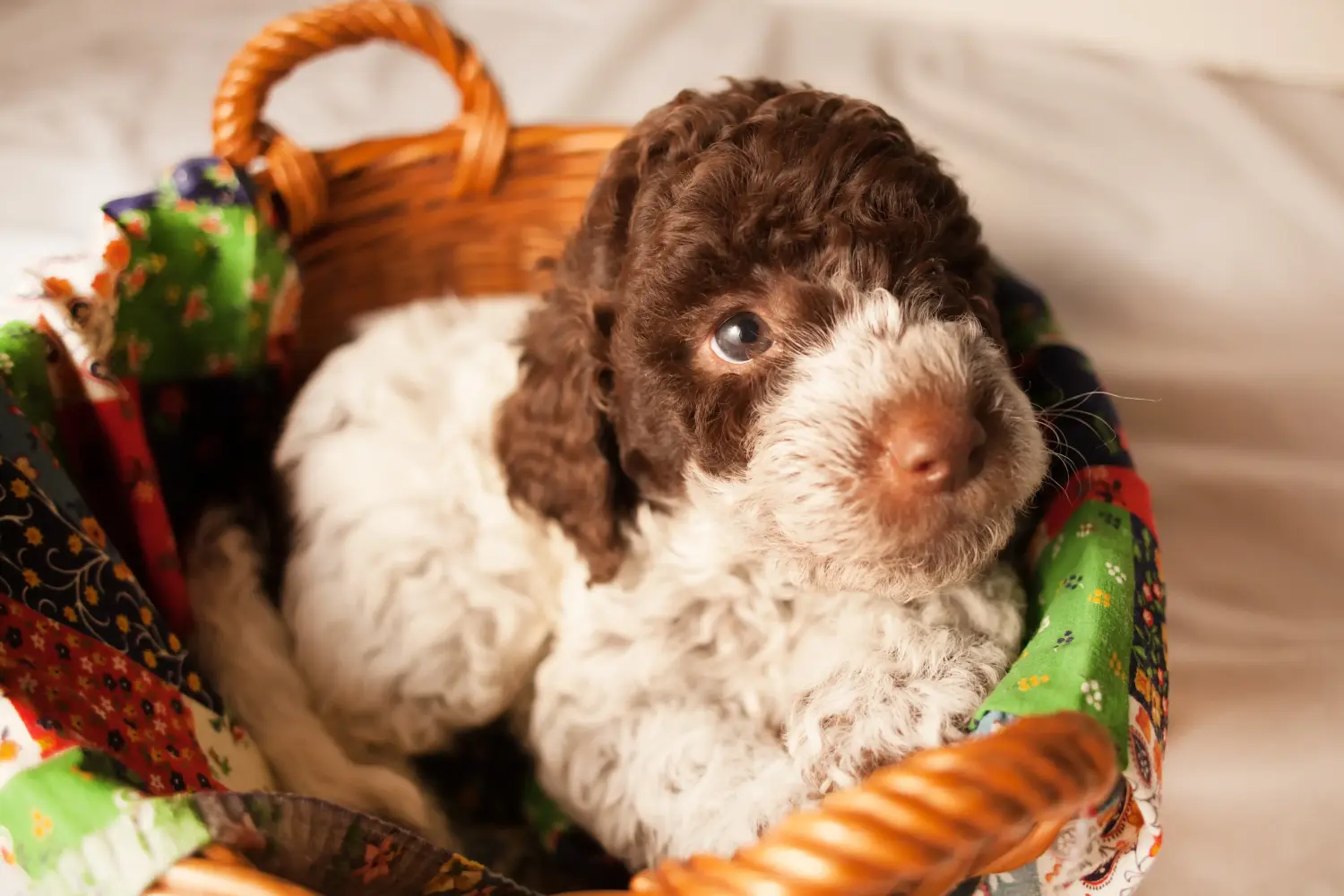 Kupno szczeniaka Lagotto Romagnolo oznacza wzięcie na siebie odpowiedzialności! Kup szczenięta Lagotto Romagnolo.