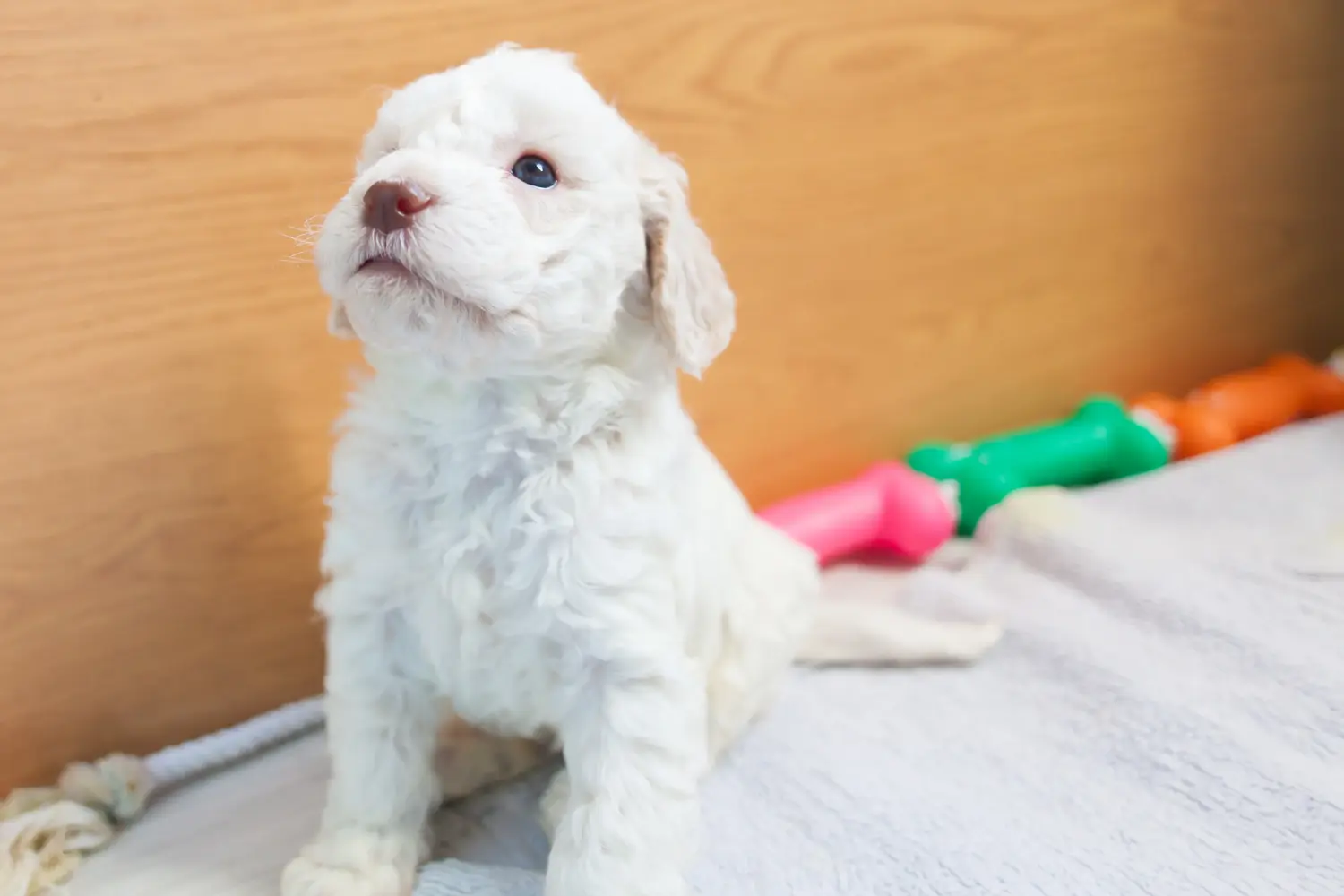 Kupno szczeniaka Lagotto Romagnolo oznacza wzięcie na siebie odpowiedzialności! Kup szczenięta Lagotto Romagnolo.