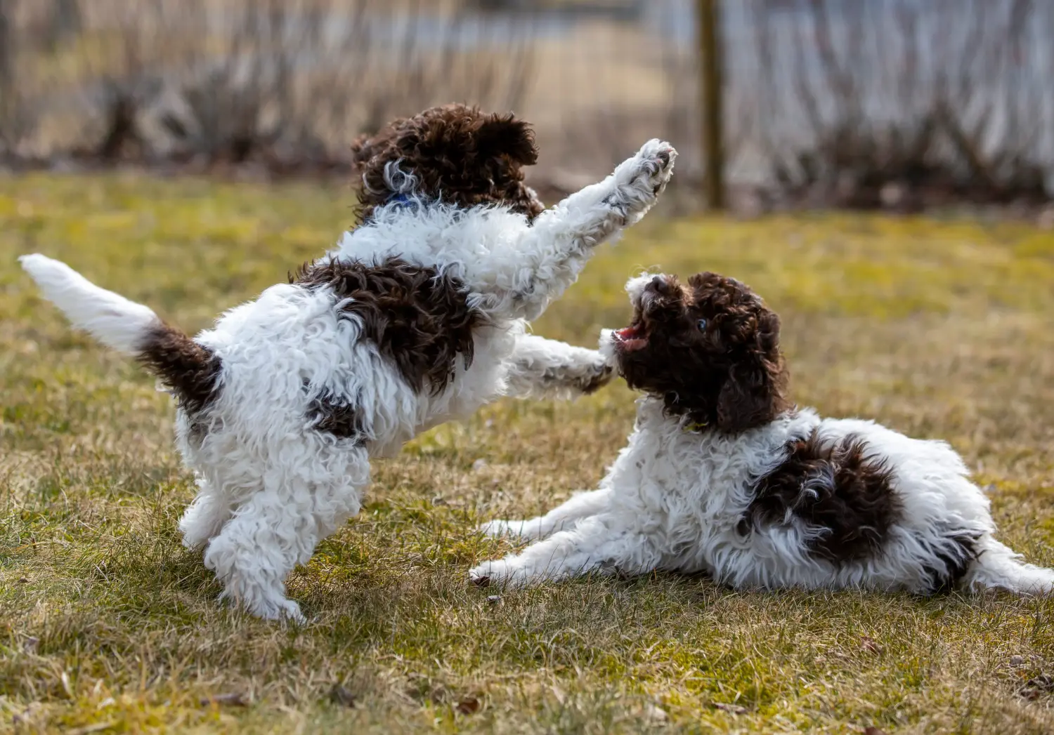 Kupno szczeniaka Lagotto Romagnolo oznacza wzięcie na siebie odpowiedzialności! Kup szczenięta Lagotto Romagnolo.