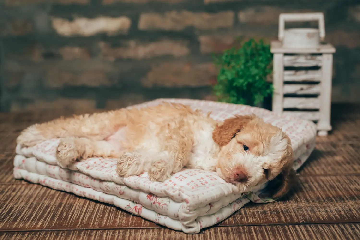 Kupno szczeniaka Lagotto Romagnolo oznacza wzięcie na siebie odpowiedzialności! Kup szczenięta Lagotto Romagnolo.
