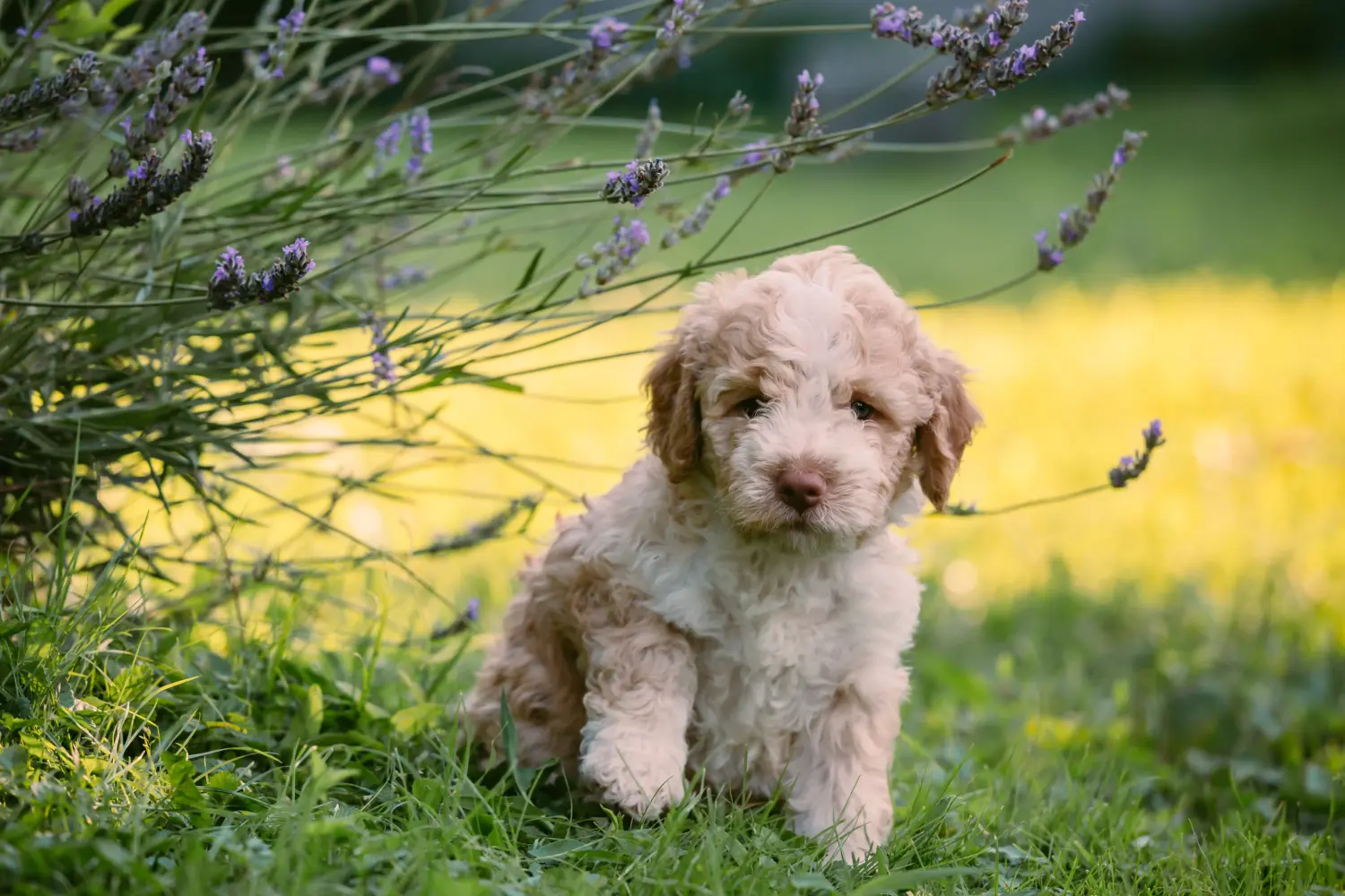 Kupno szczeniaka Lagotto Romagnolo oznacza wzięcie na siebie odpowiedzialności! Kup szczenięta Lagotto Romagnolo.