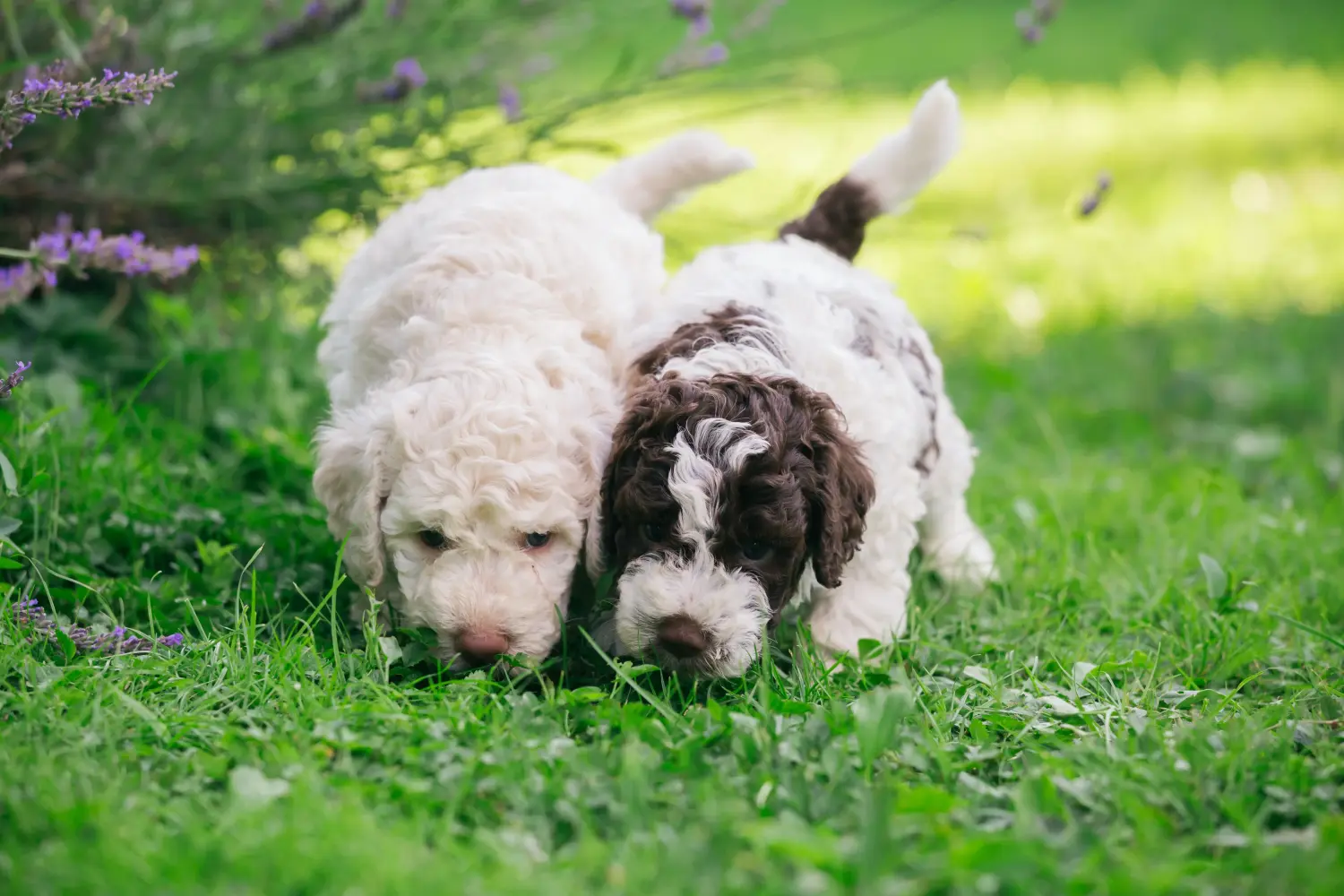 Kupno szczeniaka Lagotto Romagnolo oznacza wzięcie na siebie odpowiedzialności! Kup szczenięta Lagotto Romagnolo.