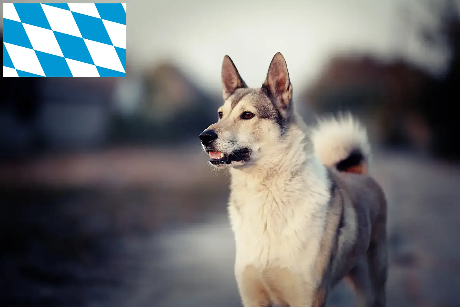 Łajka szczenięta i hodowcy Bawaria Znajdź hodowców Laika w Bawaria tutaj.