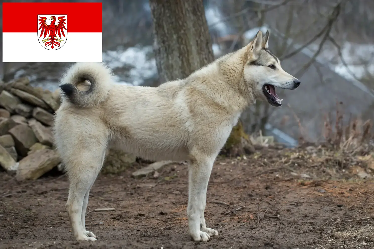 Łajka szczenięta i hodowcy Brandenburgia Znajdź hodowców Laika w Brandenburgia tutaj.