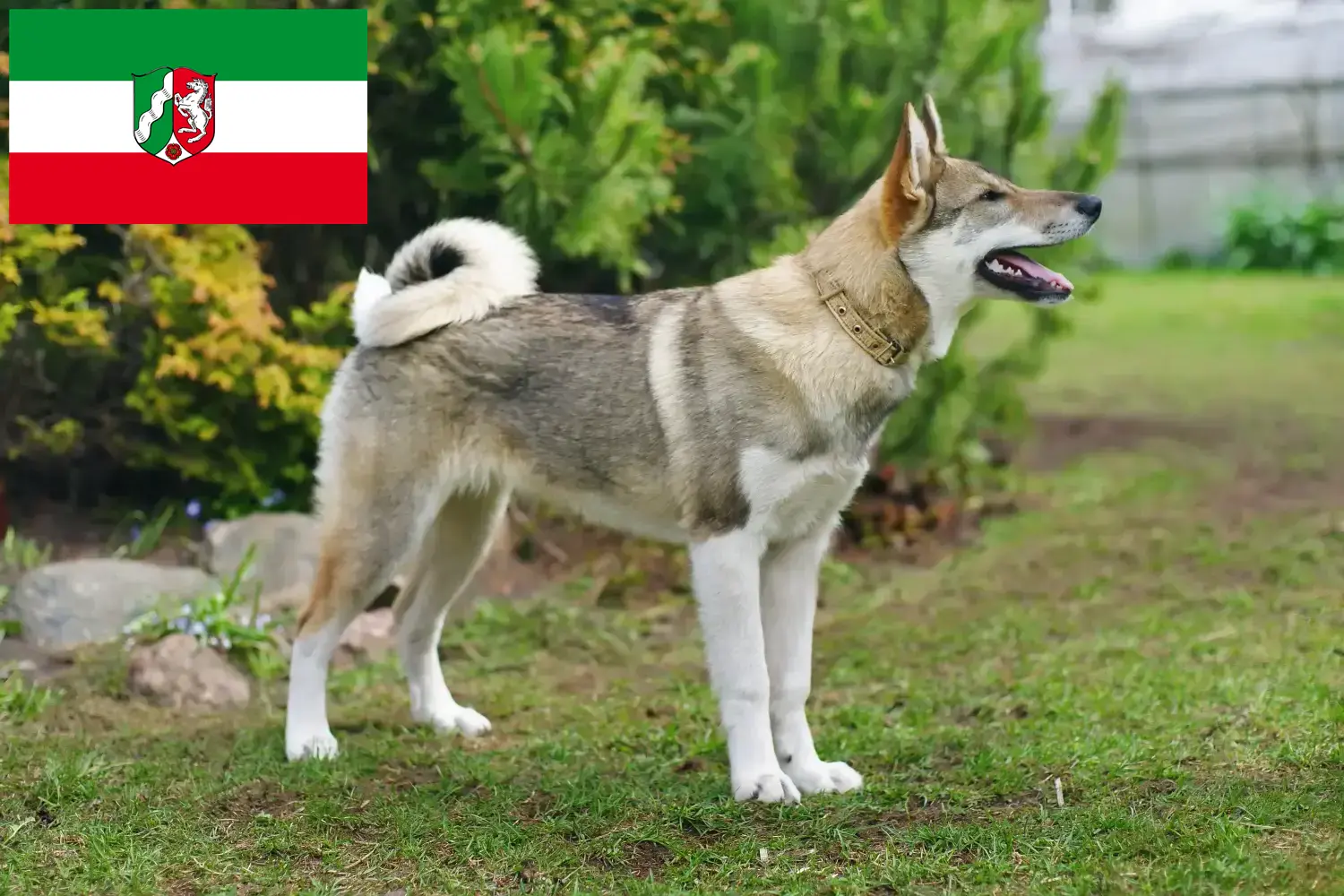 Łajka szczenięta i hodowcy Nadrenia Północna-Westfalia Tutaj znajdą Państwo hodowców Laika w Nadrenia Północna-Westfalia.