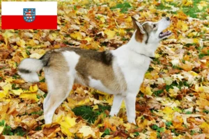 Read more about the article Łajka hodowcy i szczenięta w Turyngia