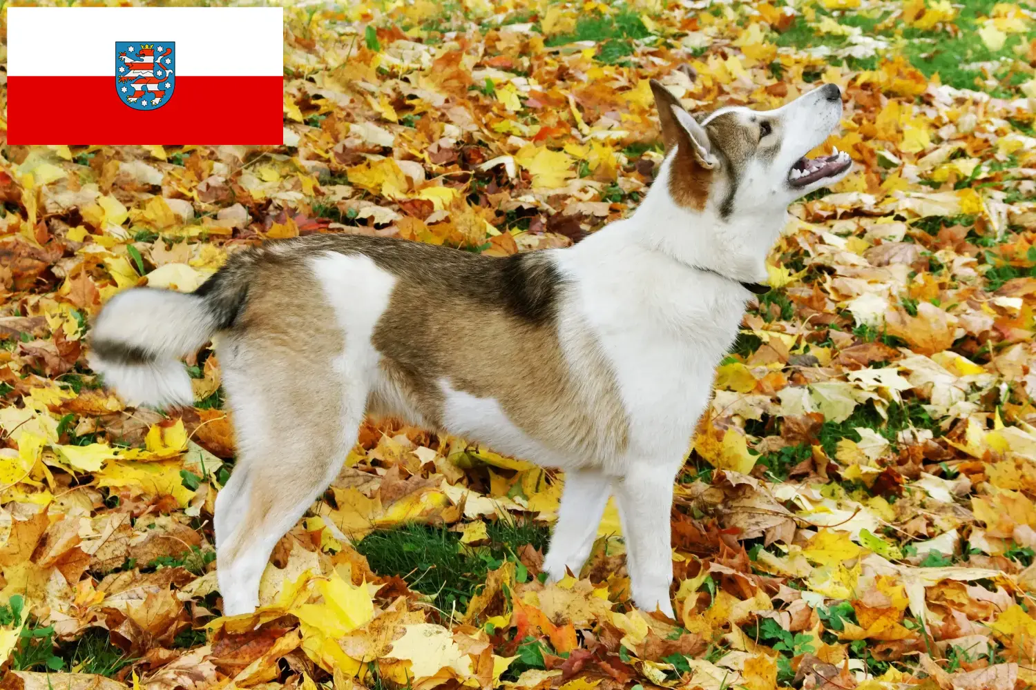 Łajka szczenięta i hodowcy Turyngia Tutaj można znaleźć hodowców Laika w Turyngia.