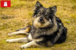 Read more about the article Hodowca i szczenięta Lapphund fiński w Hamburg