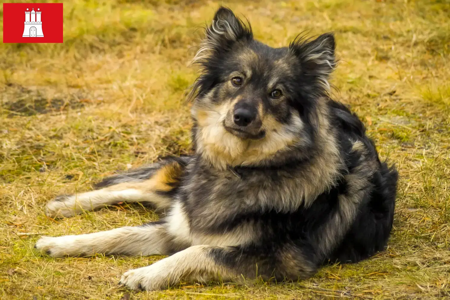 Read more about the article Hodowca i szczenięta Lapphund fiński w Hamburg