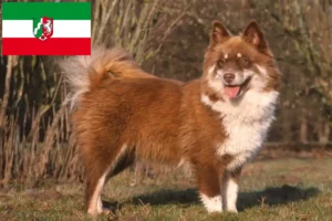 Read more about the article Hodowcy i szczenięta Lapphund fiński w Nadrenia Północna-Westfalia