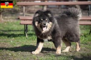 Read more about the article Hodowcy i szczenięta Lapphund fiński w Kraj Saary