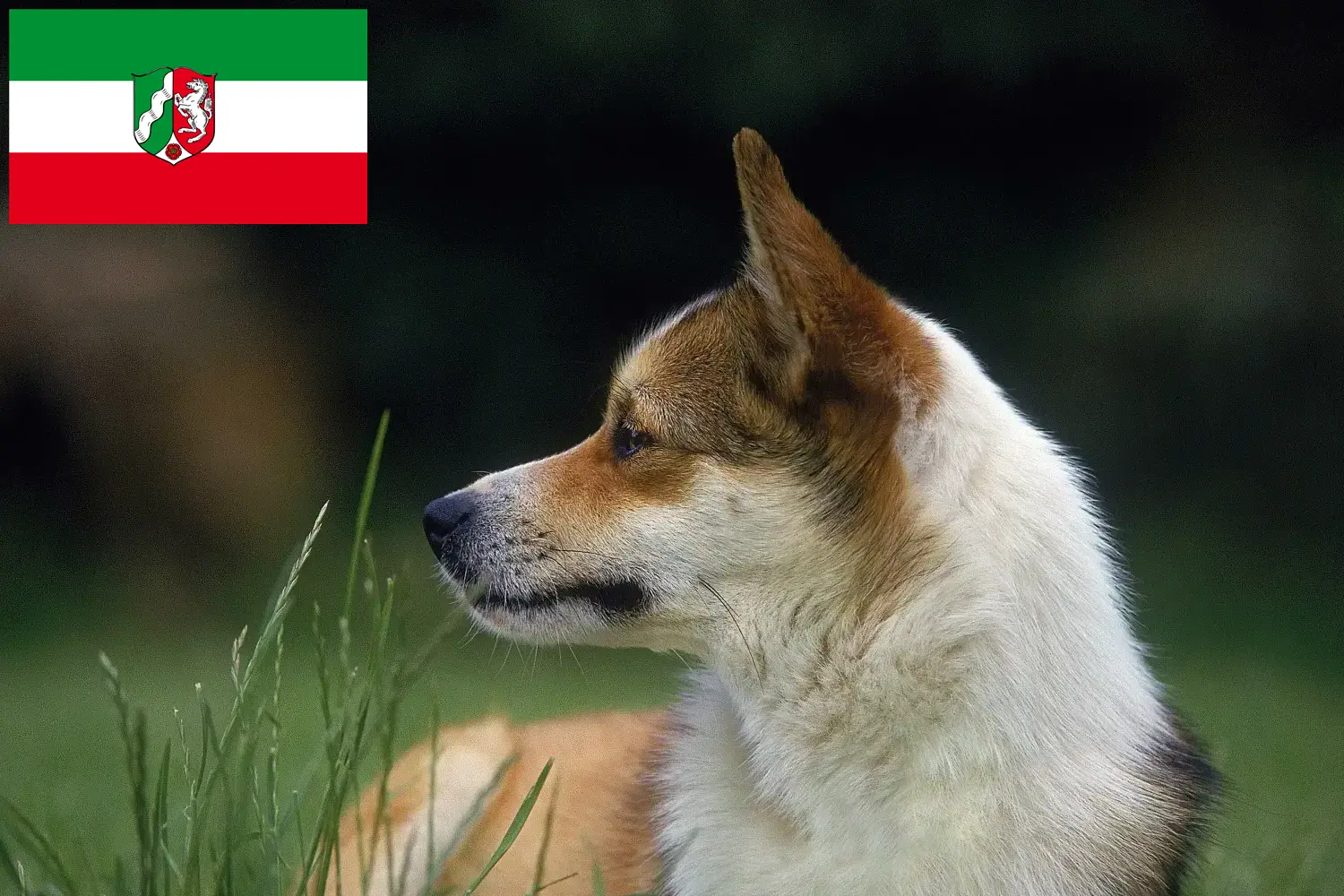 Szczeniaki i hodowcy Lundehund norweski Nadrenia Północna-Westfalia Tutaj znajdziesz hodowców rasy Lundehund norweski w Nadrenia Północna-Westfalia.