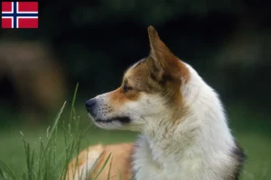 Read more about the article Hodowcy i szczenięta Lundehund norweski w Norwegia