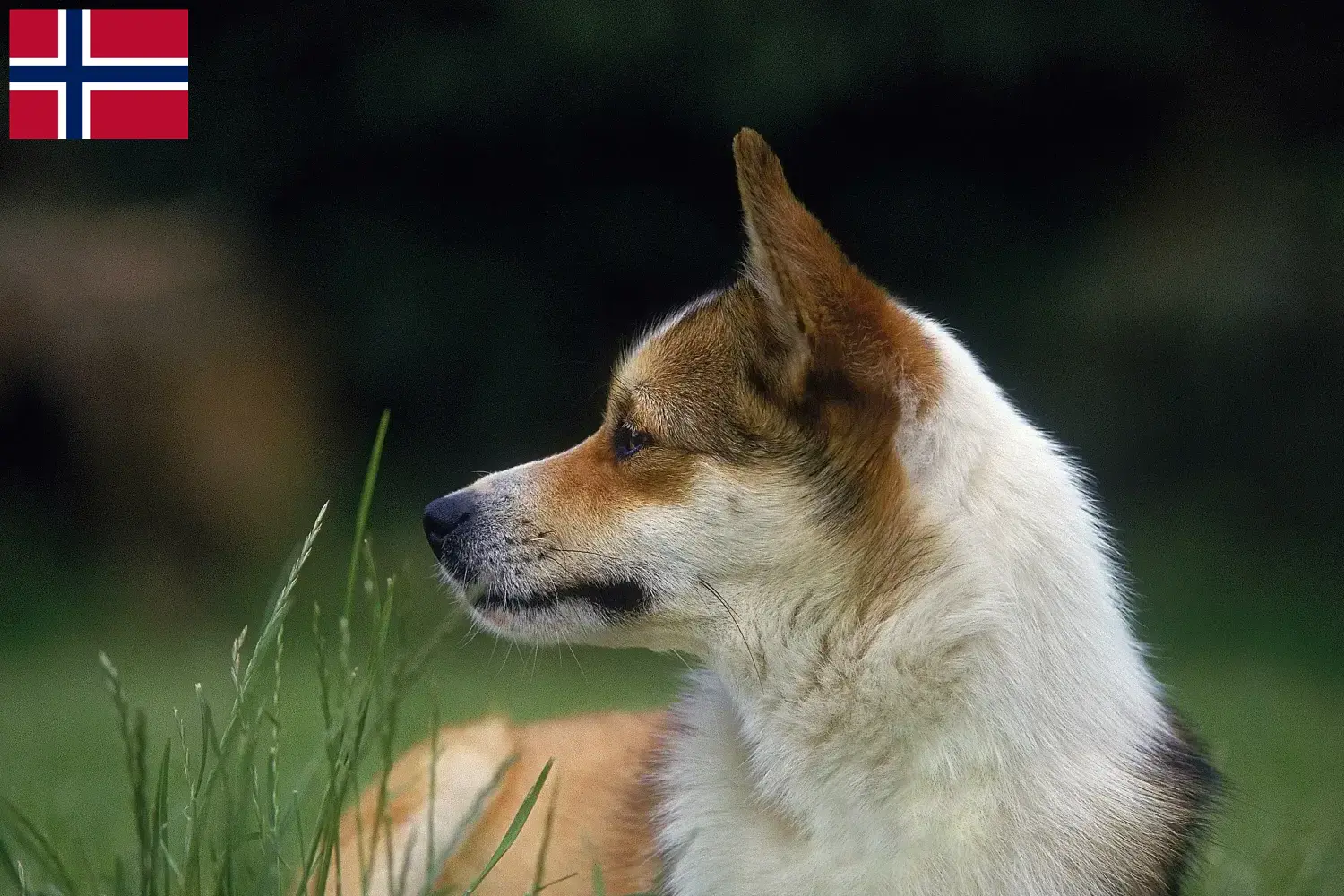 Lundehund norweski szczenięta i hodowcy Norwegia Tutaj znajdziesz hodowców rasy Lundehund norweski w Norwegia.
