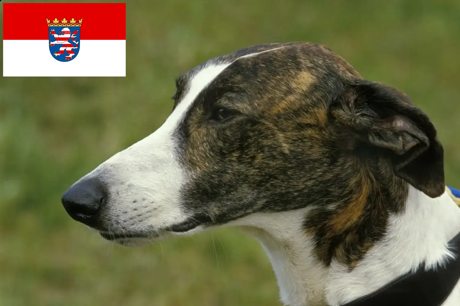 Magyar Agar szczenięta i hodowcy Hesja Tutaj można znaleźć hodowców Magyar Agar w Hesja.