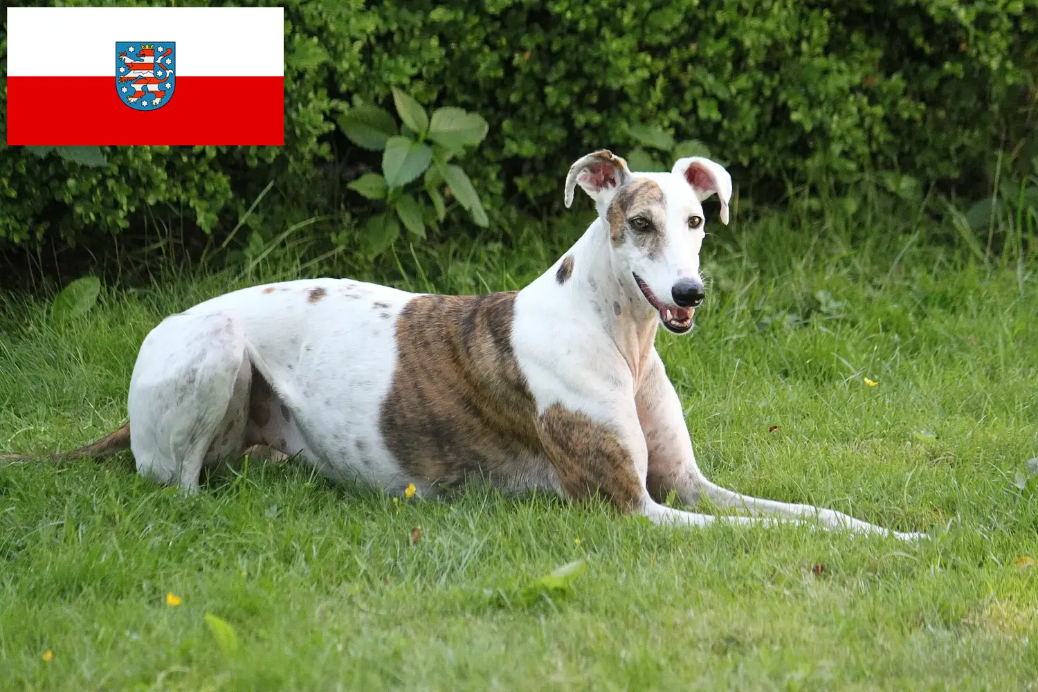 Magyar Agar szczenięta i hodowcy Turyngia Tutaj można znaleźć hodowców Magyar Agar w Turyngia.