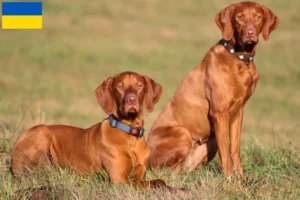 Read more about the article Hodowcy i szczenięta Magyar Vizsla w Ukraina