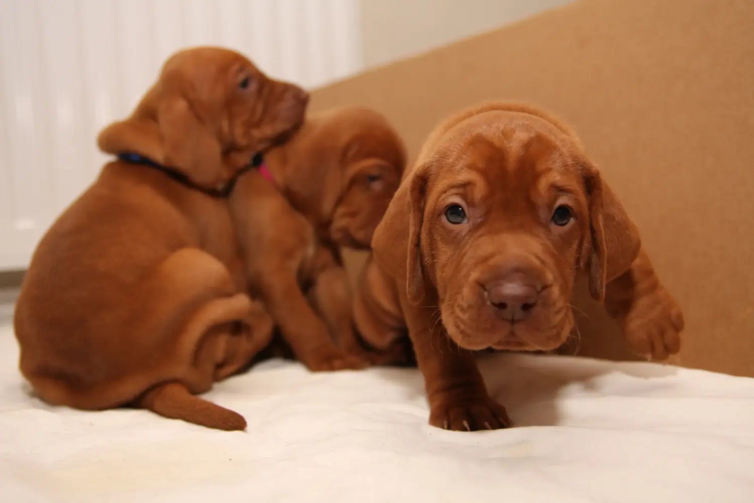 Kupno szczeniaka rasy Magyar Vizsla oznacza wzięcie na siebie odpowiedzialności! Kup szczenięta rasy Magyar Vizsla.