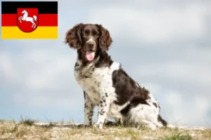 Read more about the article Mały Münsterländer hodowcy i szczenięta w Dolna Saksonia
