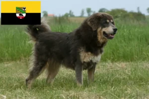 Read more about the article Hodowca psów tybetańskich i szczeniąt w Saksonia-Anhalt