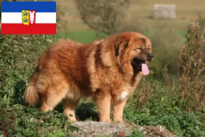 Read more about the article Hodowca psów tybetańskich i szczeniąt w Szlezwik-Holsztyn