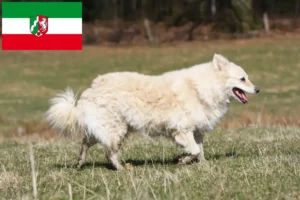 Read more about the article Mudi hodowcy i szczenięta w Nadrenia Północna-Westfalia